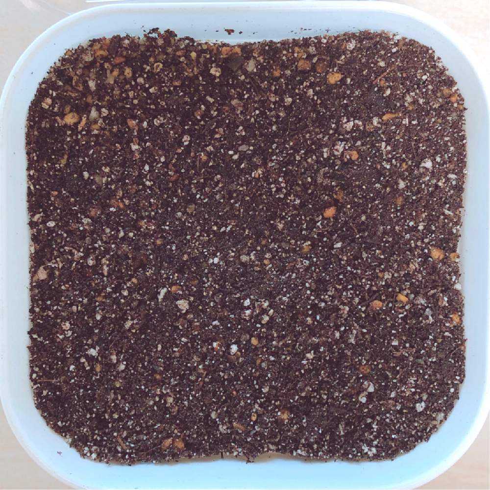 リトープス 種子 大量 まとめて 【公式通販】