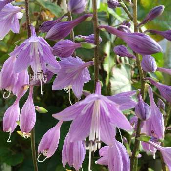 ギボウシ大好きの投稿画像一覧 Greensnap グリーンスナップ