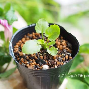 ビオラの芽の投稿画像一覧 Greensnap グリーンスナップ