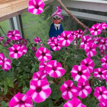 ペチュニア ラズベリージャムの画像 by 花美月さん | エクステリアとペチュニア ラズベリージャムとペチュニアとPW カインズ コラボ商品 プレゼントと鉢植えガーデニングとピンクの花とPWとピンク❤︎ピンクとガーデニング