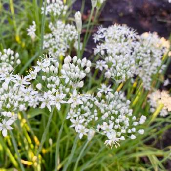 どんどん増えるの投稿画像一覧 Greensnap グリーンスナップ