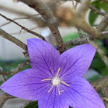 星型の投稿画像一覧 Greensnap グリーンスナップ