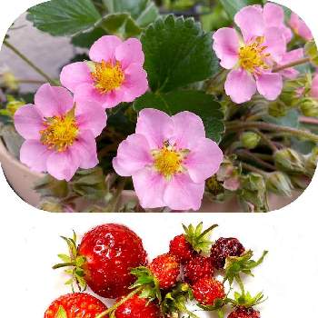 どんどん増えるの投稿画像一覧 Greensnap グリーンスナップ