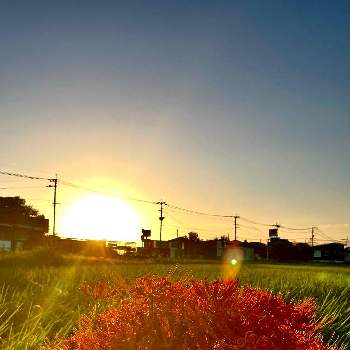 赤い彼岸花の画像 by やまちゃんさん | お出かけ先と夕焼けと彼岸花 ❁と夕焼けと植物とロードバイクとサイクリングと彼岸花とうなじショットと夕焼け空と赤い彼岸花と夕焼けが好きとサイクリング♡サイクリング