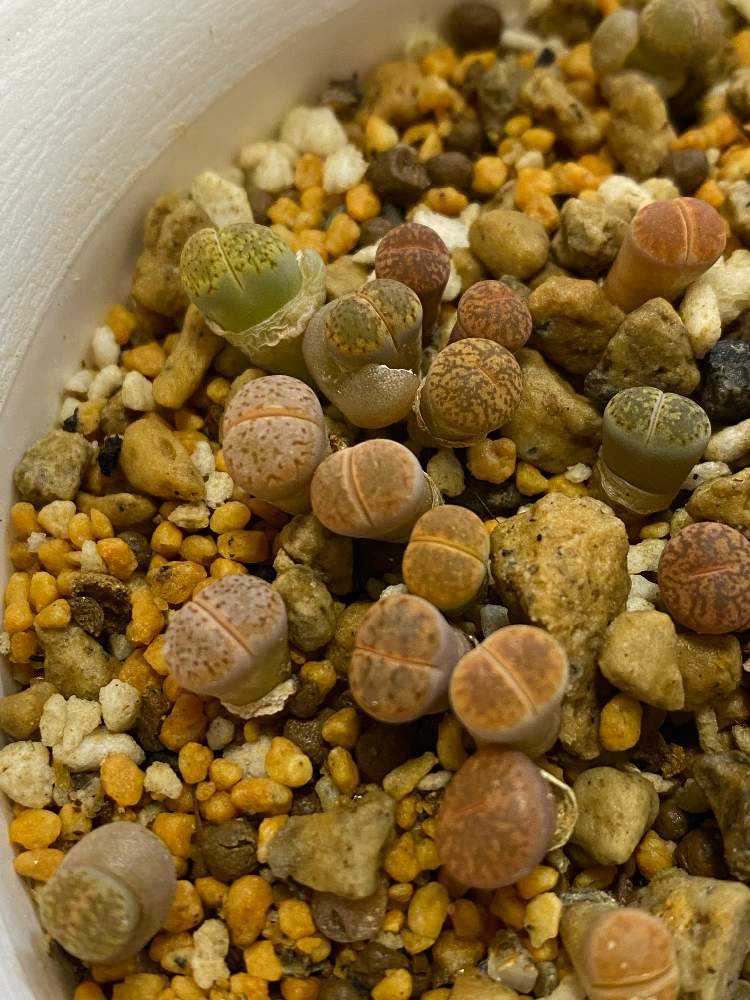 1631976515621_thum_760980_phot