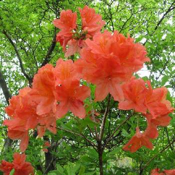 レンゲツツジの投稿画像一覧 Greensnap グリーンスナップ