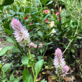 セロシア シャロンの投稿画像一覧 Greensnap グリーンスナップ