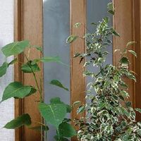 インドボダイジュの育て方 日当たりや水やりの加減は Greensnap グリーンスナップ インドボダイジュの育て方 日当たりや水やりの加減は Greensnap グリーンスナップ