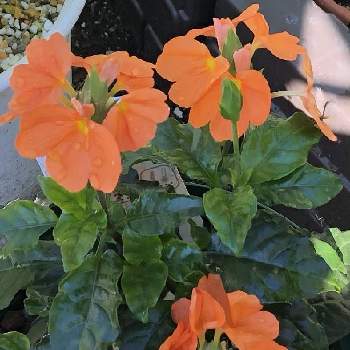 クロサンドラ かがり火の投稿画像一覧 Greensnap グリーンスナップ