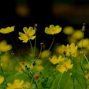 黄色コスモスの画像 by hiro2917さん | お出かけ先と黄色コスモスと花のある暮らしと花いろいろとコスモスの花