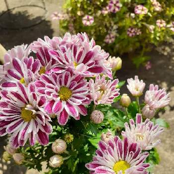 スプレーマム・セザンヌの画像 by rumirumiさん | 広い庭とスプレーマム。とrumirumi編み編みとネコ大好きと花のある暮らしとスプレーマム・セザンヌ