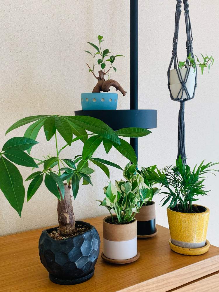 パキラの投稿画像 By なげこさん ポトス エンジョイとガジュマルとアイビーとテーブルヤシと観葉植物とマクラメハンギングと陶器鉢とdraw A Line 21月9月19日 Greensnap グリーンスナップ