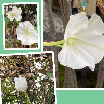 つる性の植物の画像 by manabeさん | お出かけ先とヨルガオと白い花とつる性の植物
