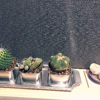 万年青 の投稿画像一覧 Greensnap グリーンスナップ