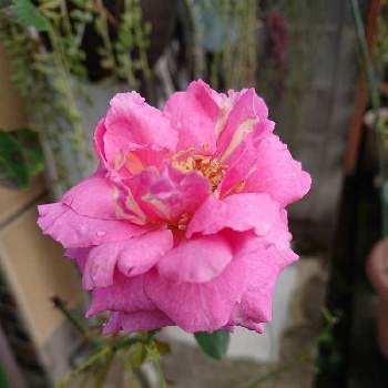 イブピアッチエ*の画像 by 山ちゃんさん | バラとイブピアッチエ*と鉢植えと花のある暮らしと我が家のバラと今日のバラ