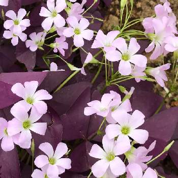 オキザリス トリアングラリスの画像 by サッチンさん | 9月と朝の散歩とオキザリス トリアングラリスとウォーキング中と紫色の葉っぱ