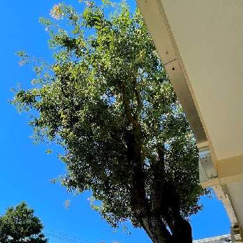 樫の木の投稿画像一覧 Greensnap グリーンスナップ