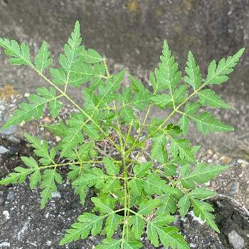 センダン科の投稿画像一覧 Greensnap グリーンスナップ