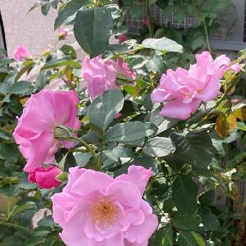 札幌は晴天の画像 by ももさん | 小さな庭とバラ　ブルーベリーヒルと地元愛とI 9日はピンクの日と札幌は晴天とピンクワールドへ ようこそと花いろいろとやっぱりピンクが好きと北海道