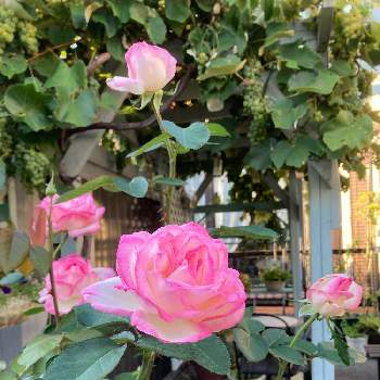 札幌は晴天の画像 by ももさん | 小さな庭とプリンセス・ドゥ・モナコと地元愛とピンクの花とI 9日はピンクの日と札幌は晴天とピンクワールドへ ようこそと花いろいろとやっぱりピンクが好きと北海道