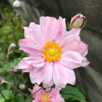 八重の花の投稿画像一覧 Greensnap グリーンスナップ