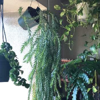 フペルジア ゴエベリーの画像 by ぴーさん | 窓辺とフペルジア ゴエベリーとポトスと植え替えとシダ植物と《フペルジア》とハンギング