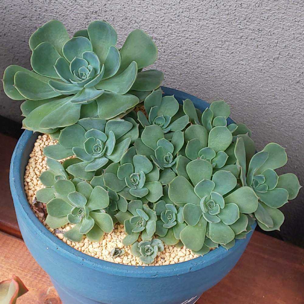 075 七福神①の生長記録 2022.04.01更新｜🍀GreenSnap（グリーンスナップ）