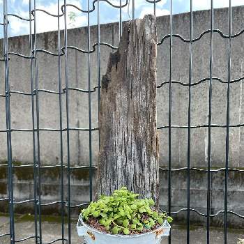 ９月の画像 by kirarirakiさん | 小さな庭とディスキディア属　ヌムラリアと着生植物と外管理と観葉植物と９月と流木とディスキディア属とヌムラリア
