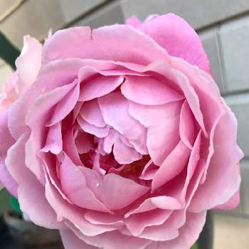 夏のバラの画像 by アンナプルナさん | バラ　シャンテロゼミサトと19日はピンクの日♪と夏のバラとばら バラ 薔薇と薔薇に魅せられてとバラ大好きとマイガーデンとバラのある暮らしとピンクワールドへようこそ