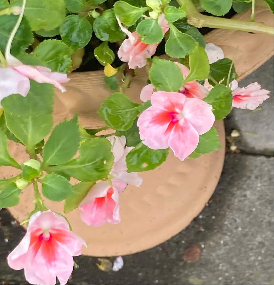 インパチェンス アフリカホウセンカ の投稿画像 By ふみえさん 21月9月19日 Greensnap グリーンスナップ Greensnap グリーンスナップ