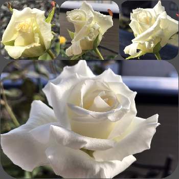 薔薇の記録の画像 by カットニス♡さん | バルコニー/ベランダとヨハネ パウロ2世とバラ 鉢植えと香りが強いと純白と香りの良いバラと薔薇大好きと薔薇の記録