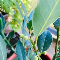 月桂樹 ローリエ の育て方 挿し木や植え付けの方法は Greensnap グリーンスナップ 月桂樹 ローリエ の育て方 挿し木や植え付けの方法は Greensnap グリーンスナップ