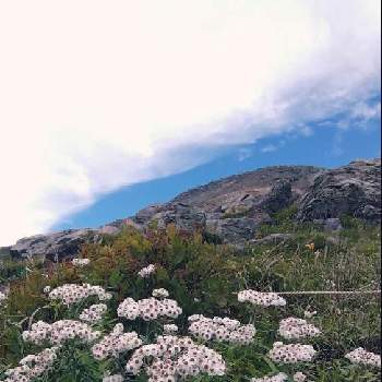 茶臼岳の画像 by のっぺさん | お出かけ先とヤマハハコと高山植物と山野草と茶臼岳と山歩きで見つけた植物
