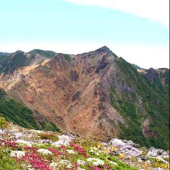 茶臼岳の画像 by のっぺさん | お出かけ先とシラネニンジンと高山植物と山野草と茶臼岳と山歩きで見つけた植物