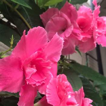 八重咲きマンデビラの投稿画像一覧 Greensnap グリーンスナップ