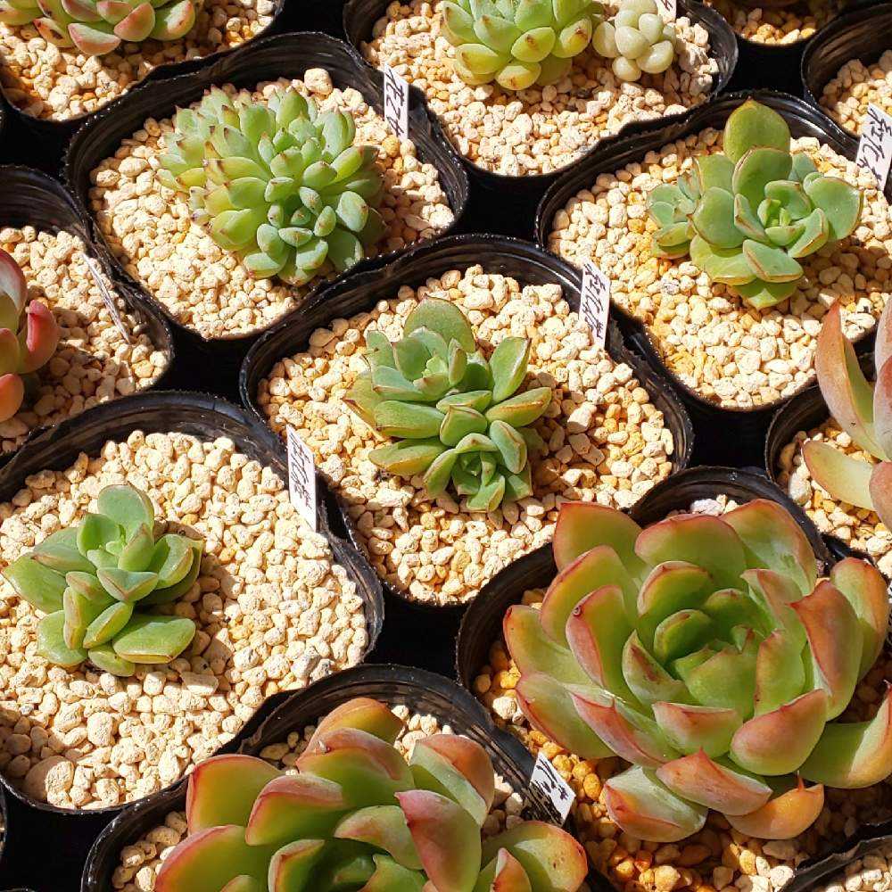 確認用◆15）エケベリア 紅化粧錦 カット苗（発根管理中）7.5cm鉢 確認用◇15）エケベリア 紅化粧錦 カット苗（発根管理中）7.5cm