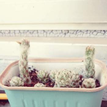 フィギュアの投稿画像一覧 Greensnap グリーンスナップ