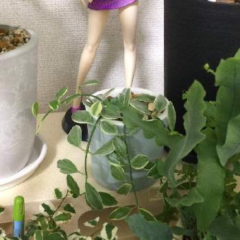 ディスキディア シュガーエメラルディの画像 by テレワークと観葉植物のある暮らしさん | インテリアとプミラとフレポディウム・オーレウム・ブルースターとディスキディア シュガーエメラルディ