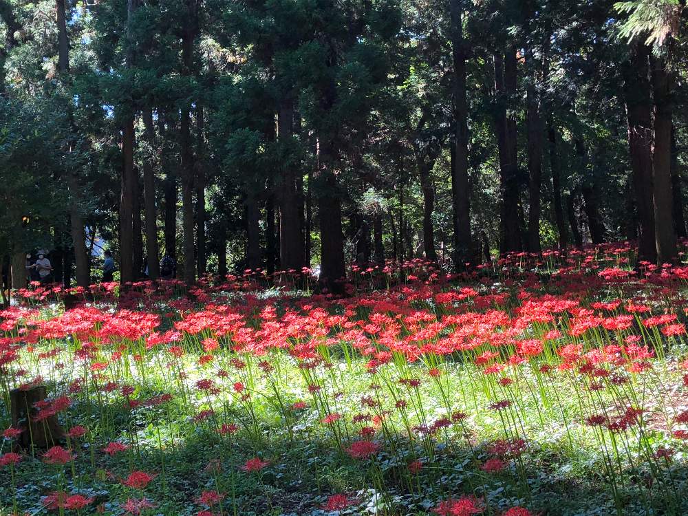 村上緑地公園の彼岸花 Greensnap グリーンスナップ