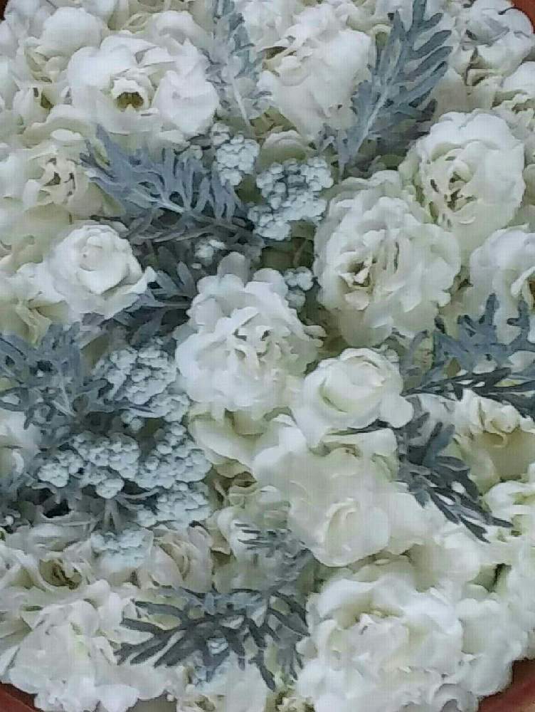 花浮かせ の投稿画像 By あっちゃんさん タブレット撮影とおうち園芸とサマースノーと白妙菊とgs皆様ありがとうとバルコニー ベランダとサマースノー と 花浮かせ とタブレット撮影とおうち園芸とサマースノーと白妙菊とgs皆様ありがとうとサマースノー 21月9月19