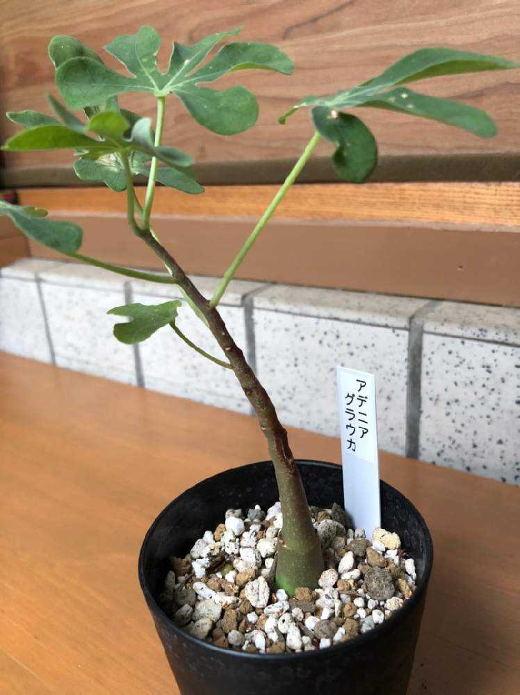 アデニア・グラウカ 2号｜🍀GreenSnap（グリーンスナップ）