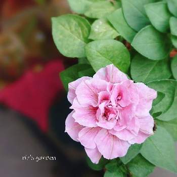 ペチュニア ホイップマカロンの投稿画像一覧 Greensnap グリーンスナップ