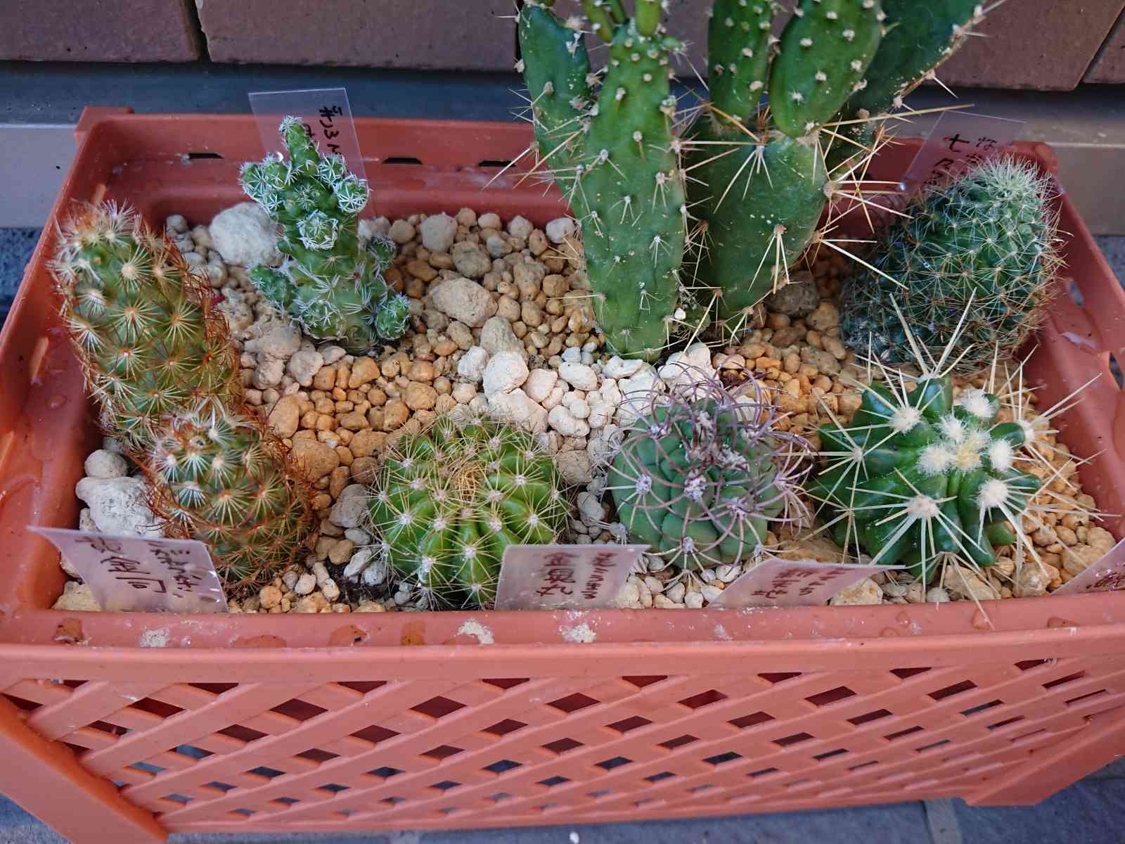 2021》サボテン｜🍀GreenSnap（グリーンスナップ）