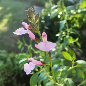 みんな大好き見切り品コーナーの投稿画像一覧 Greensnap グリーンスナップ