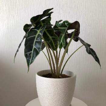 アロカシア,観葉植物,わが家の観葉植物❢,アロカシア属,観葉植物のある暮らしの画像
