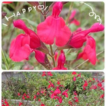 サルビアミクロフィラ の投稿画像一覧 Greensnap グリーンスナップ