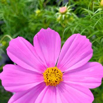 薄いピンクのお花の画像 by EMIさん | エントランスとコスモス♡と薄いピンクのお花と今日のお花とピンクのお花と花のある暮らし