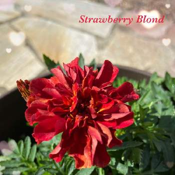 ９月の画像 by Angelaさん | テラスとマリー  ゴールドとマリーゴールド　ストロベリーブロンドと赤い花と秋の花と９月