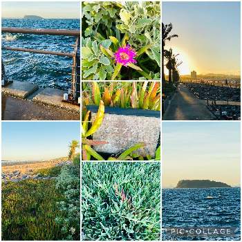 海岸散歩の画像 by nanairoFさん | お出かけ先と多肉植物とピンクの花と花のある暮らしとアイスプランツと海岸散歩