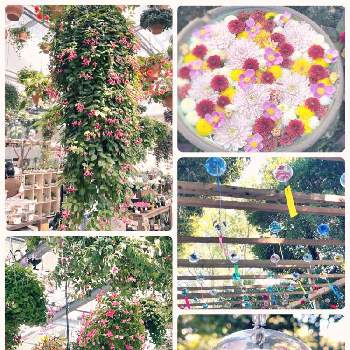 読売ランドHANABIYORIの画像 by サチコさん | お出かけ先と花手水と癒しの空間と素敵な空間と読売ランドHANABIYORIと風鈴と可愛いとお花とフラワーシャンデリア